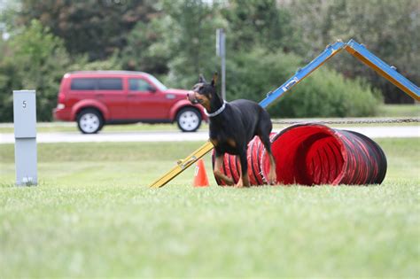 Dog training indianapolis. Socialized Group Training. Request your own. FREE In-Home Assessment. from Dog Training Elite! 317-788-8000. Free Assessment. Welcome to Dog Training Elite Indianapolis! We provide dog training in Indianapolis, IN with over 40 years of experience in strengthening the bond between you and your dog. 