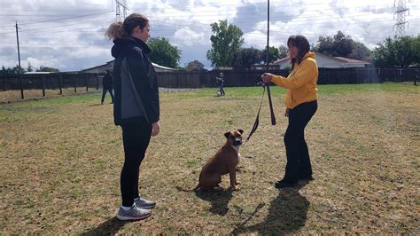 Dog training napa.  Our Training Package includes 6-50 minute Training Sessio...