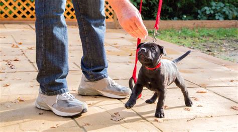 Dog training online. Pair the behavior with the verbal command. As your dog begins to realize he’ll be rewarded for coming to you, start giving the verbal command “come.”. When he responds to the command, … 