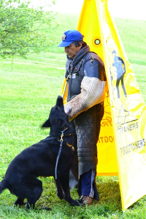 Dog training pittsburgh. I spent 2 years at a breeding kennel, helping whelp, raise, train, title and show German Shepherd Dogs in the sport of Schutzhund and SV conformation showing. I ... 