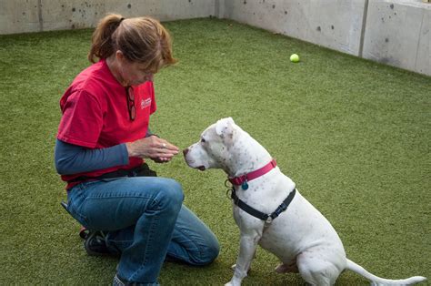 Dog training seattle. Reactive and aggressive dogs are our specialty at Mango Dogs and we've helped thousands of dogs just like yours. We'll show you want to do and when to do it, ... 