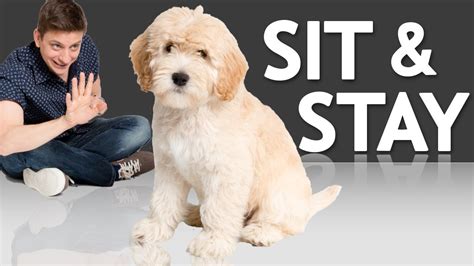 Dog training sit means sit. Things To Know About Dog training sit means sit. 