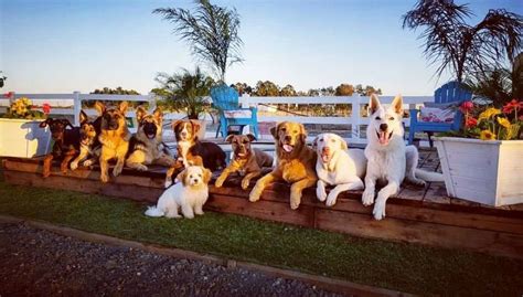 Dog training vacaville.  Board & Train, Private Lessons, & Puppy Camp, usin...