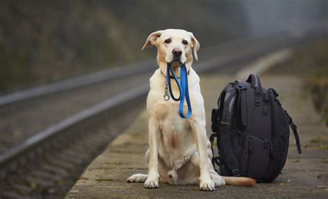 Dog transportation services. Things To Know About Dog transportation services. 