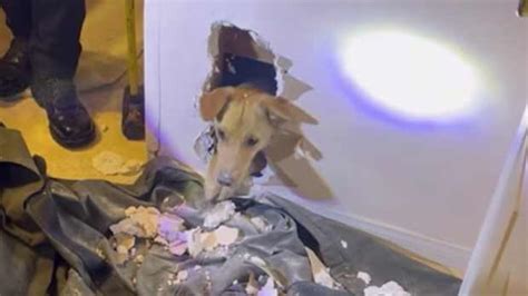 Dog trapped between 2 buildings in California rescued by firefighters