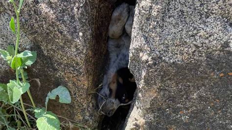 Dog trapped between two boulders in North County rescued