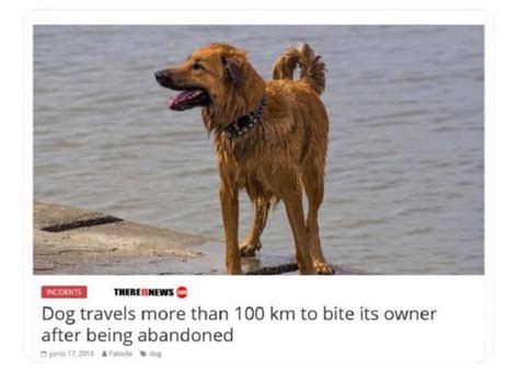 Dog travels 100 km to bite owner {skhat}