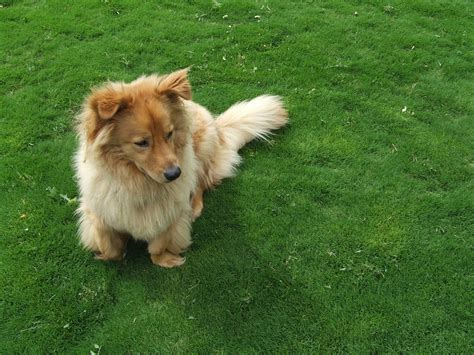 Dog tuff grass. A fabulous xeric alternative lawn grass for high traffic areas, DOG TUFF™ grass is named for its exceptional durability in yards with dogs. A sterile hybrid African form that spreads … 