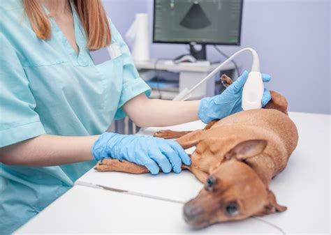 Dog ultrasound cost. If you have pet insurance, your dog's ultrasound may be covered as a diagnostic tool for an injury or illness, but may not be covered for pregnancy or other … 