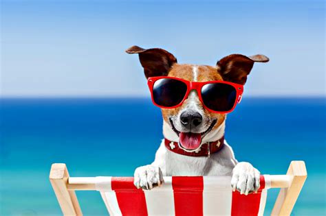 Dog vacations. Vacation, short-term and snowbird rentals in Volusia County. 