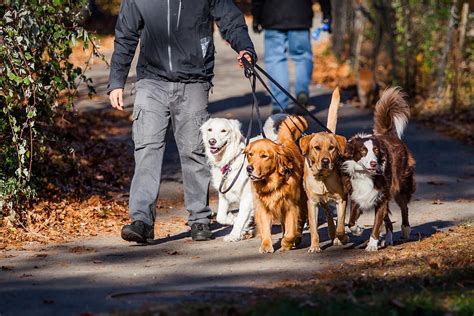 Dog walk dog. Going on a walk is likely to be one of the highlights of your dog's day. By training your pup and understanding why your dog does what he does, you can enjoy … 