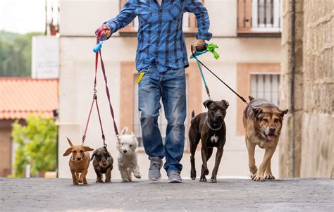 Dog walking jobs. Things To Know About Dog walking jobs. 