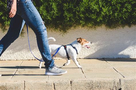 Dog walking training. Like athletic skills, social skills can get a little rusty. Picture this: You’re taking your dog for a morning walk. You think you see your neighbor doing the same, but it’s hard t... 