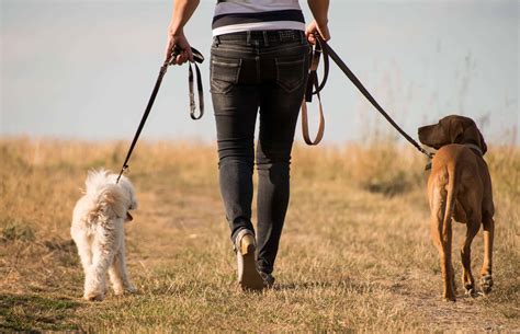 Dog walks close to me. Clent Hills in Worcestershire has a dedicated dog walk on which pets are free to run around off the lead. A lovely circular walk, it passes through fields and woodland, as well as offers some ... 