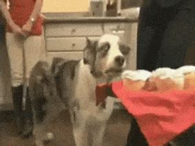 Dog war flashbacks gif. Things To Know About Dog war flashbacks gif. 