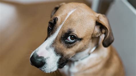 Unravel the mysteries of dog whale eyes, learn to address them, understand side-eye, and decipher puppy dog eyes. Expert FAQs provide valuable insights.. 