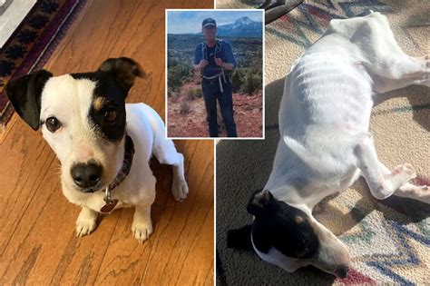Dog who survived 72 days in mountains after owner’s death is regaining weight, back on hiking trails