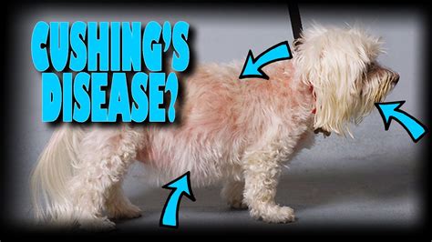 Dec 16, 2021 · Cushing’s disease is a hormonal disorder that affects dogs. It is caused by an overproduction of the hormone cortisol, which can be due to a tumor on the pituitary gland or the adrenal glands. Cushing’s disease can cause a variety of symptoms, including hair loss, obesity, muscle wasting, diarrhea, and vomiting. . 
