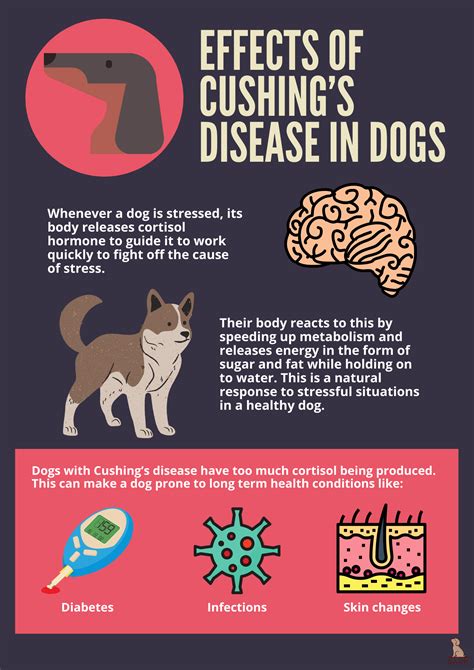 Cushing’s Disease: Dogs with Cushing’s disease have many of the same signs as a dog with diabetes. They have increased thirst and urination and an increased appetite. However, unlikely diabetes, Cushing’s disease does not cause weight loss. It is common for dogs with diabetes to have concurrent Cushing’s disease.. Dog with cushing
