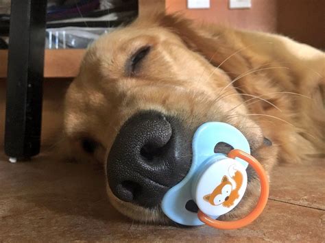 Dog with pacifier. Over 14 million people have watched the "adorable" video of a labrador who has his very own pacifier. The viral video shared by @good.boy.ollie has received more than 3.5 million … 
