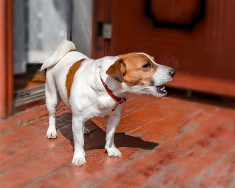 Dog wont stop barking. 8. Use Citronella Collars. Citronella collars are also a valid option in dealing with a dog that barks excessively when you leave. The collars emit a citronella scent every time the dog barks, which they find … 