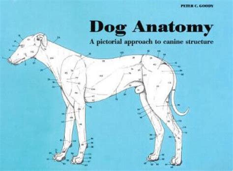 Read Dog Anatomy A Pictoral Approach To Canine Structure By Peter Goody