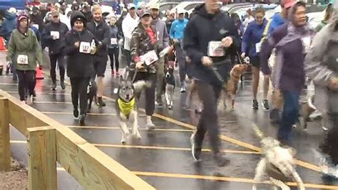 Dog-friendly 5K in Natick raises money for dog charities