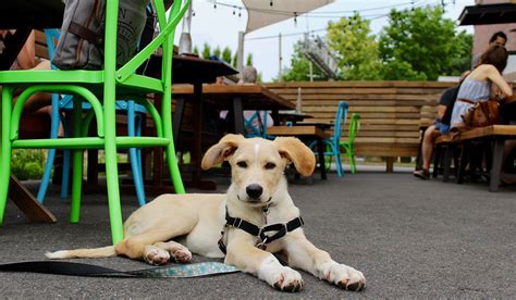 Dog-friendly restaurant patios in the Capital Region