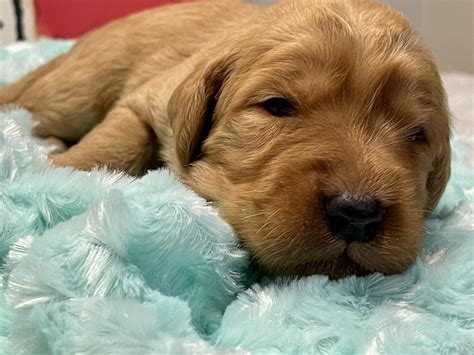 Dog.breeders near me. Labradoodle Maltipoo Morkie Puggle Schnoodle Shichon Shih Poo Shorkie Yorkie Poo Find your perfect puppy! A comprehensive directory of honest puppy breeders with healthy and happy puppies for sale, listed by breed and state. 