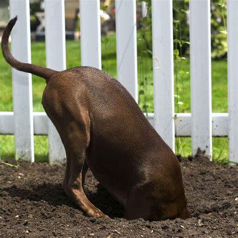 DogDiggingUnderaFence