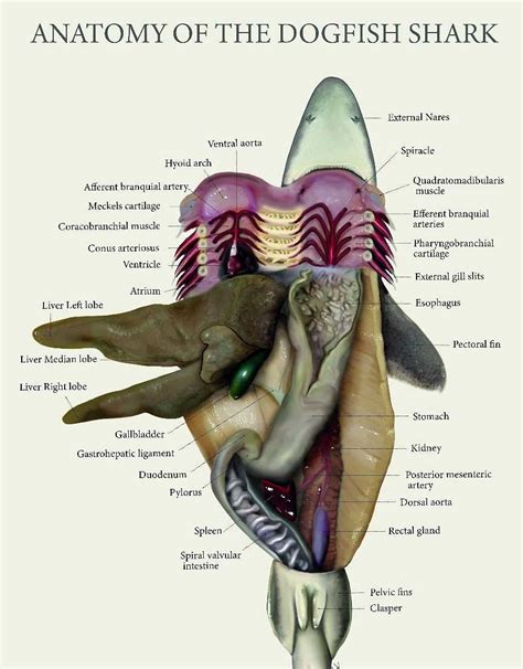Dogfish Dissection Key
