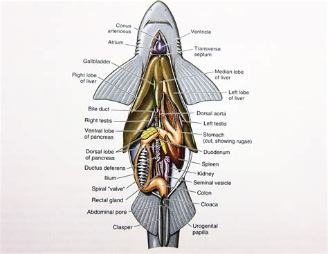 Dogfish shark dissection diagram study guide. - Ingenieria economica riggs manual de soluciones.