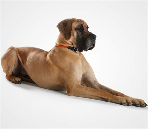 Dogge Onlyfans Leak