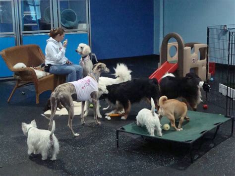 Doggie day care in san diego. Planning a trip to San Diego with the kids? Here are some great things to see and do. The credit card offers that appear on the website are from credit card companies from which Th... 