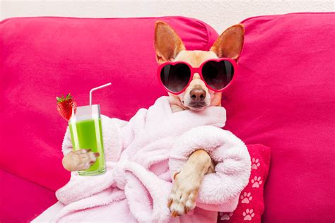 Doggie day spa. Things To Know About Doggie day spa. 