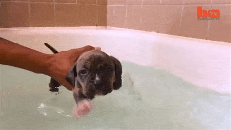 Doggie style gifs. Explore and share the best Doggie-style GIFs and most popular animated GIFs here on GIPHY. Find Funny GIFs, Cute GIFs, Reaction GIFs and more. 