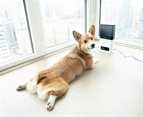 Doggo sploot. Windows only: Freeware virtual desktop manager Dexpot provides you with several ways to manage and organize your Windows. Windows only: Freeware virtual desktop manager Dexpot prov... 