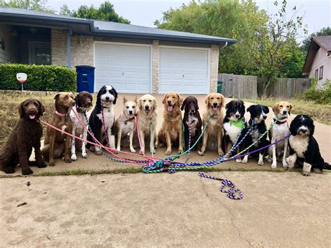 Doggy day camp. 78 reviews and 105 photos of Camp Crockett Dog Day Camp "We love Camp Crockett! They are extremely accommodating and flexible, we have had all of our dogs groomed here and attend camp - both get 5 stars! 