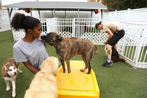 Doggy day care prices. Things To Know About Doggy day care prices. 