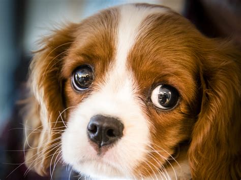 Doggy eyes. A dog's eyes reflecting light at night. (Image credit: MegaV0lt via Getty Images) Many dog breeds (though not some of the toy dog breeds) also have a special eye layer, ... 