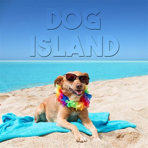 Doggy island. Dog Island is located in the northwestern Florida Gulf coast, just 3.5 mi (5.6 km) off-shore from Carrabelle, in Franklin County, Florida. There is, by reservation, ferry transportation … 