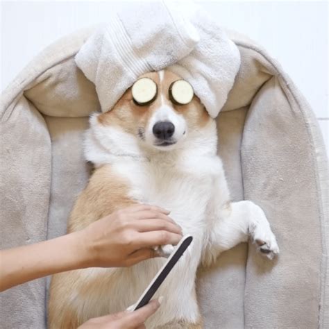Doggy spa. Things To Know About Doggy spa. 