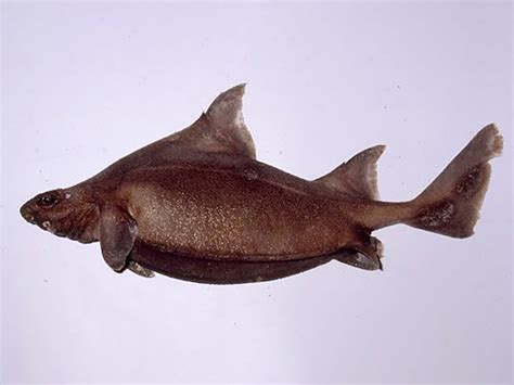 Doghead fish. We have got the solution for the Dogfish Head beer, briefly crossword clue right here. This particular clue, with just 3 letters, was most recently seen in the Universal on February 16, 2023.And below are the possible answer from our database. 