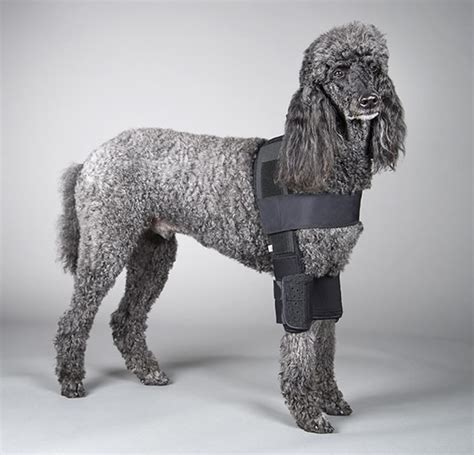 Dogleggs - Dec 19, 2018 · DogLeggs™ for Amputees provide coverage, support, and protection of the elbow in forelimb amputees. Specially designed for dogs with a full limb amputation, the product consists of a vest and a single sleeve, which delivers much needed coverage and protection of the elbow. This product is made to size for each pet, ensuring adequate coverage ... 