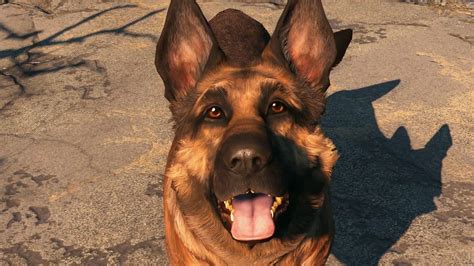 Dogmeat. Dogmeat loves the Sole Survivor unconditionally and thus is neither negatively nor positively influenced by their actions. As of the base game, he is the only companion, aside from temporary followers during quests, who is considered to be truly neutral. Dogmeat can be healed during battle if a Stimpak is used on him when he is down. 