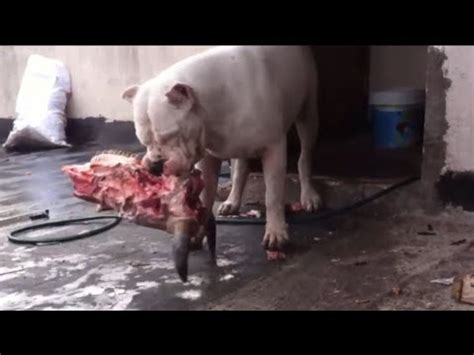 Dogo Argentino Breakfast–Bite Force Of 500 PSI