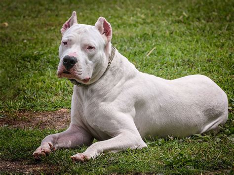 Dogo Argentino Cinsi Köpek 1.