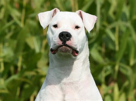 Dogo Argentino Dog Breed, Description, Temperament, & Facts