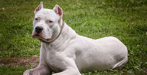 Dogo argentino dog. Things To Know About Dogo argentino dog. 