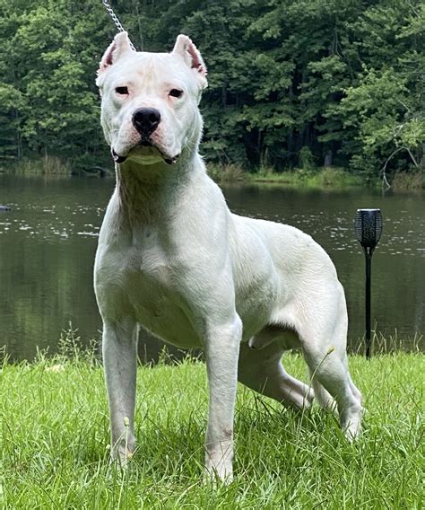 18 available Dogo Argentino puppies. $3k average price. 40 certified Dogo Argentino breeders. 20 active litters. At a glance Jump to full scorecard. High Energy. Energy level. …. 